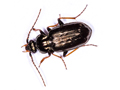 Loricera pilicornis